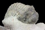 Crotalocephalina & Reedops Trilobites - (Special Price) #75775-4